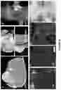 Fig. 40 - Peptides whose uptake in cells is controllable