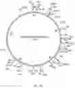 Fig. 04 - Production of immunotoxin D2C7—(scdsFv)—PE38KDEL