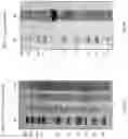 Fig. 05 - Production of immunotoxin D2C7—(scdsFv)—PE38KDEL