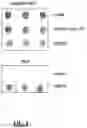 Fig. 16 - MOMP telonanoparticles, and related compositions, methods and systems