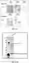 Fig. 32 - MOMP telonanoparticles, and related compositions, methods and systems