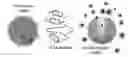 Fig. 01 - Nanocluster capped mesoporous nanoparticles, methods of making and use