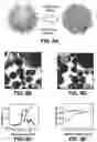 Fig. 10 - Nanocluster capped mesoporous nanoparticles, methods of making and use