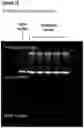 Fig. 14 - Genetic Construct