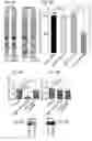 Fig. 04 - COMPOSITIONS AND METHODS SPECIFICALLY TARGETING THE APOLIPOPROTEIN E4 (APOE4) AND USES THEREOF IN APOE4 ASSOCIATED CONDITIONS