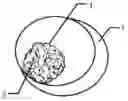 Fig. 01 - CONTRAST MIXTURE AND USE THEREOF