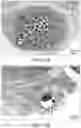 Fig. 09 - Collagen constructs and methods of making the same