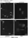 Fig. 03 - Induced cell morphology electroporation