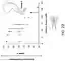Fig. 16 - Transdermal optogenetic peripheral nerve stimulation