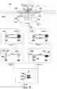 Fig. 20 - Implantable medical devices, systems, and methods for selection of optimal diaphragmatic stimulation parameters to affect pressures within the intrathoracic cavity
