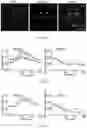 Fig. 05 - Non-invasive optogenetic stimulation method to regulate glucose metabolism in the liver and brown adipose tissue