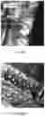 Fig. 13 - Gas separation membrane containing metal-organic frameworks and methods of making thereof