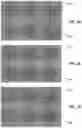Fig. 05 - Device and method for high-throughput multiparameter measurements in one or more live and fixed cells