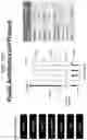 Fig. 131 - Microfluidic assay assemblies and methods of manufacture