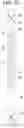 Fig. 42 - Microfluidic assay assemblies and methods of manufacture