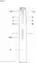 Fig. 19 - Writing instrument