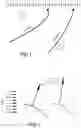 Fig. 02 - Straightening effect sail