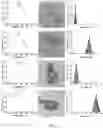 Fig. 02 - Substances containing AuCs and preparation method and use thereof