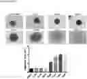 Fig. 01 - Modulators of cell adhesion, methods and compositions therefor