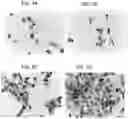 Fig. 07 - Modulators of cell adhesion, methods and compositions therefor
