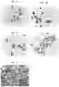 Fig. 08 - Modulators of cell adhesion, methods and compositions therefor