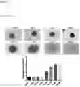 Fig. 11 - Modulators of cell adhesion, methods and compositions therefor