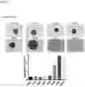 Fig. 12 - Modulators of cell adhesion, methods and compositions therefor