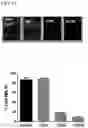 Fig. 15 - Modulators of cell adhesion, methods and compositions therefor