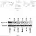 Fig. 03 - Indenyl compounds, pharmaceutical compositions, and medical uses thereof