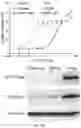 Fig. 13 - Indenyl compounds, pharmaceutical compositions, and medical uses thereof