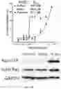 Fig. 14 - Indenyl compounds, pharmaceutical compositions, and medical uses thereof