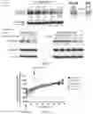 Fig. 15 - Indenyl compounds, pharmaceutical compositions, and medical uses thereof