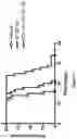 Fig. 21 - GLUCOSYLCERAMIDE SYNTHASE INHIBITORS