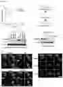 Fig. 02 - Pharmaceutical composition for preventing or treating aging-related diseases containing decursin derivative as active ingredient