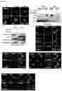 Fig. 05 - Pharmaceutical composition for preventing or treating aging-related diseases containing decursin derivative as active ingredient