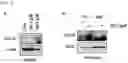 Fig. 06 - Pharmaceutical composition for preventing or treating aging-related diseases containing decursin derivative as active ingredient