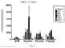 Fig. 03 - Liver-specific delivery-based anti-hepatitis C prodrug nucleoside cyclo-phosphate compound and uses thereof