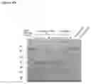 Fig. 55 - Production of heterodimeric proteins