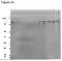 Fig. 68 - Production of heterodimeric proteins
