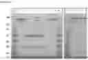 Fig. 77 - Production of heterodimeric proteins