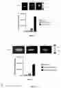 Fig. 12 - GLUTATHIONE-CHOLESTEROL DERIVATIVES AS BRAIN TARGETING AGENTS