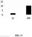 Fig. 13 - GLUTATHIONE-CHOLESTEROL DERIVATIVES AS BRAIN TARGETING AGENTS