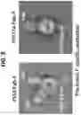 Fig. 05 - Prefusion PIV F immunogens and their use
