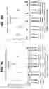 Fig. 19 - Prefusion PIV F immunogens and their use