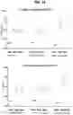 Fig. 24 - Prefusion PIV F immunogens and their use