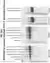 Fig. 42 - Prefusion PIV F immunogens and their use