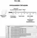 Fig. 55 - Prefusion PIV F immunogens and their use