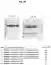 Fig. 59 - Prefusion PIV F immunogens and their use