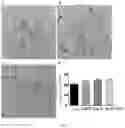 Fig. 07 - Protein of ‘dangshan suli’ having function of promoting growth of pollen tube, encoding gene PBRTTS1 and use thereof