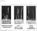 Fig. 12 - Method for producing HSL protein having improved catalytic activity for 2-oxoglutaric acid-dependently oxidizing 4-HPPD inhibitor